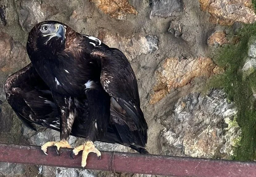 İstanbul Emniyet Müdürlüğü ekiplerinin Beykoz'da gerçekleştirdiği kaçakçılık operasyonunda canlı hayvanların