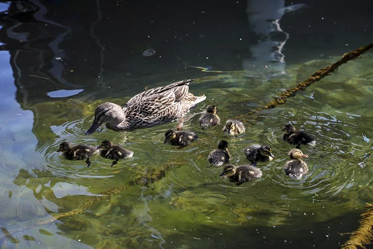 Havaların ısınmasıyla yavrulayarak İstanbul Boğazı'nda yerlerini alan ördekler Beykoz sahiline