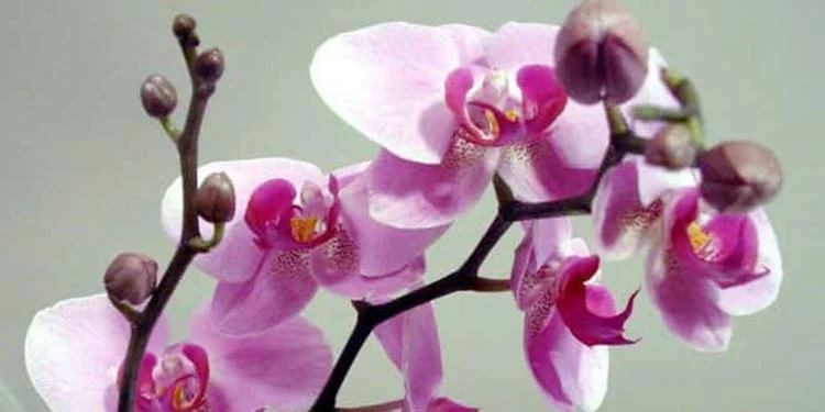 Hollanda’dan Beykoz’a gelen orkide serası 2 orki HffUxKt
