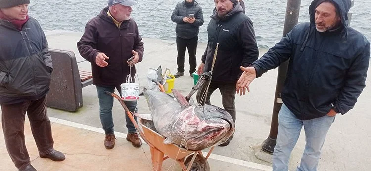 Beykoz Çubuklu sahilinde 187 kiloluk orkinos yakalandı 1 orkinos beyk eg43VJRP1O