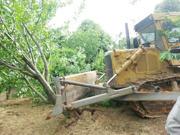 Görele Mahallesi’nde bulunan 6,6 dönüm arazideki yüzlerce meyve ağacını dozerlerle