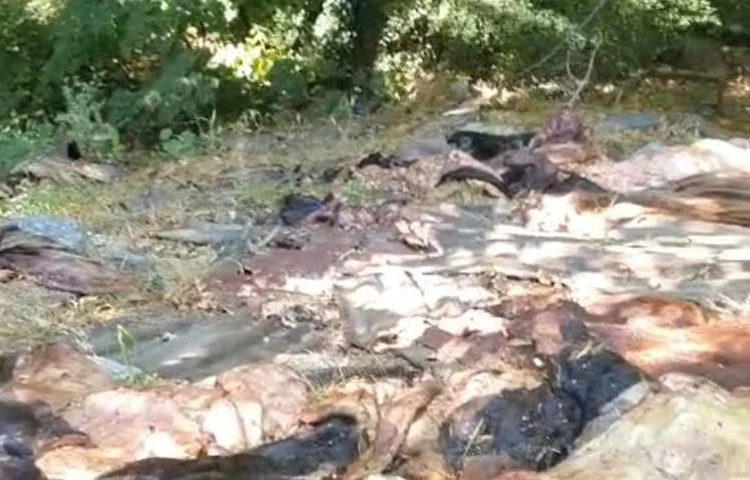 Beykoz Çavuşbaşı’nda kurbanlık hayvan derilerinin ormanlık alana atılması vatandaşların tepkisine