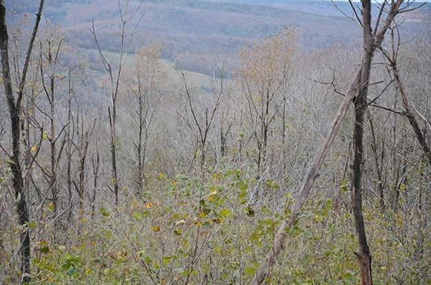 orman beyk ir6saND0cQ