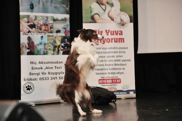 Beykoz Belediyesi ve PATİKA Doğa ve Yaşama Saygı Derneği işbirliği