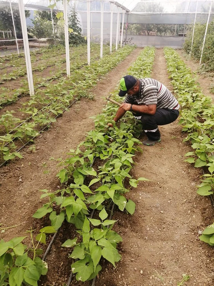 Pazar atıkları Beykoz’da tarımla sofralara dönüyor 3 paz 618foWsVwX