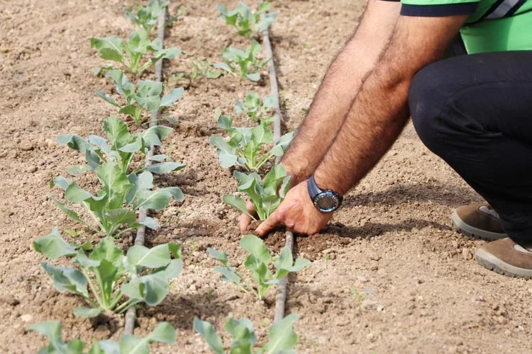 Pazar atıkları Beykoz’da tarımla sofralara dönüyor 2 paz qqNyAEw69D