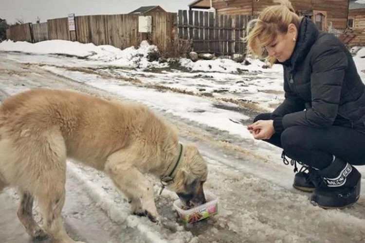 Dizilerin renkli siması Pınar Altuğ, sosyal medyadan Beykoz'daki sokak hayvanlarına