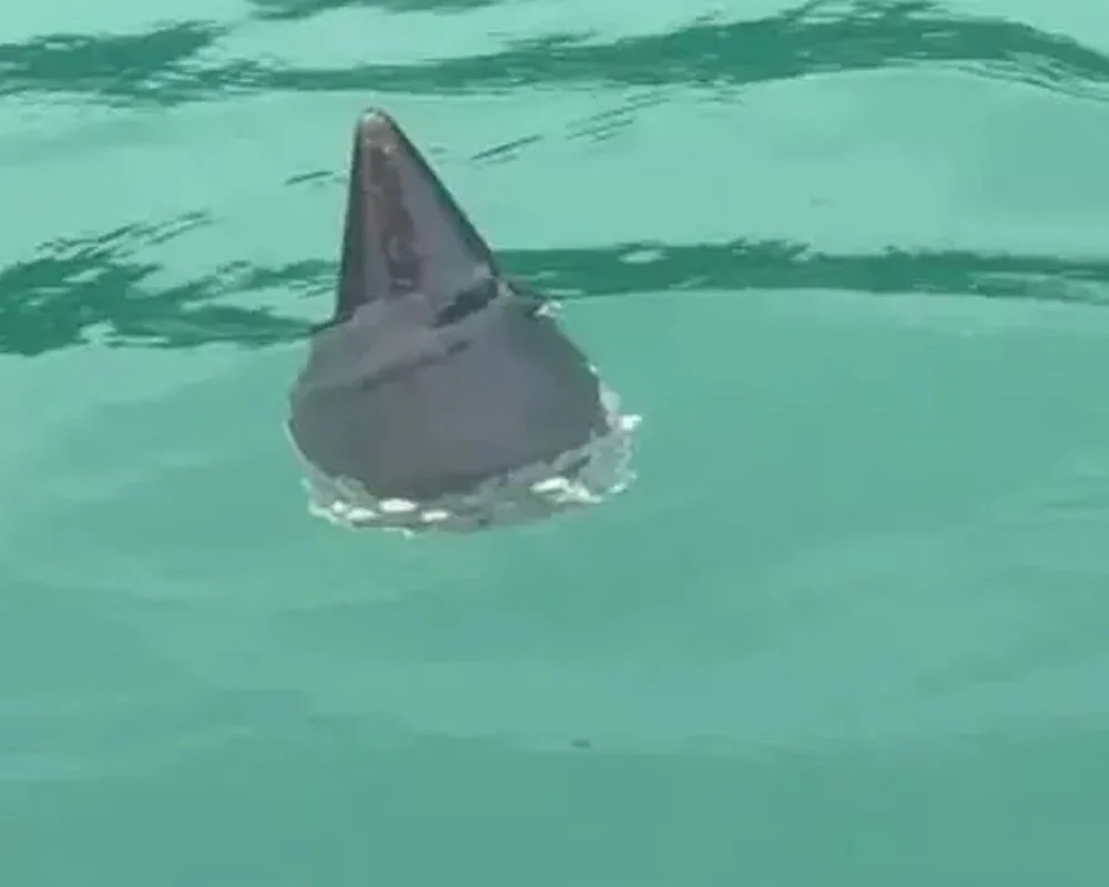 Beykoz Poyrazköy’de hareketli saatler yaşandı 1 rad haber2 gJ4mHJCNaH