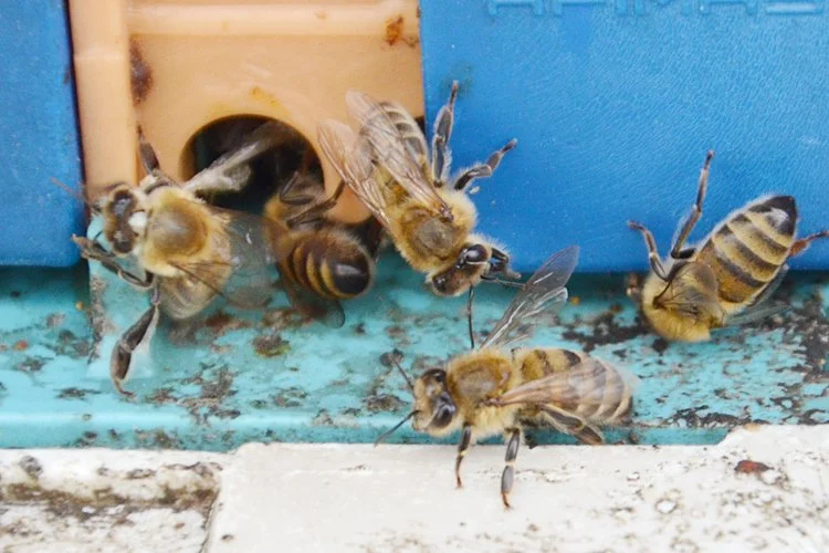 İstanbul'da sofraları tatlandıran püren balı üretimi için Beykoz Riva Bal
