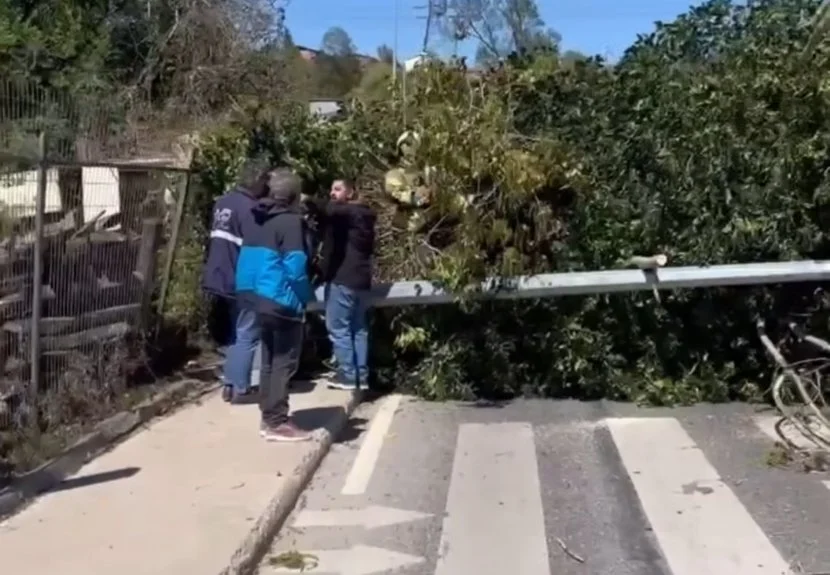 Beykoz’da etkili olan şiddetli rüzgar nedeniyle Akbaba Mahallesi’nde bir ağaç