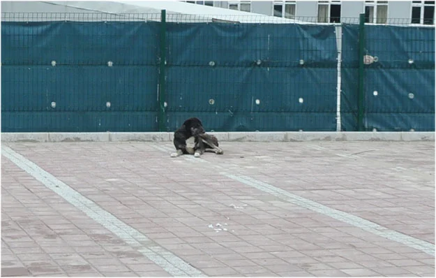 Toplam 250 kilometrekarelik alanda yaşayan Beykozlular, ekmeklerini, aşlarını ve gönüllerini