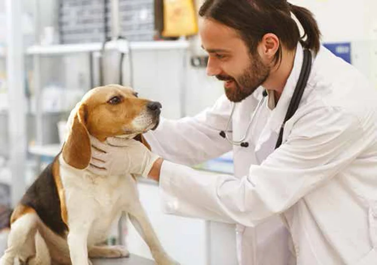 sokak hayvanalri rRXuQuyduo