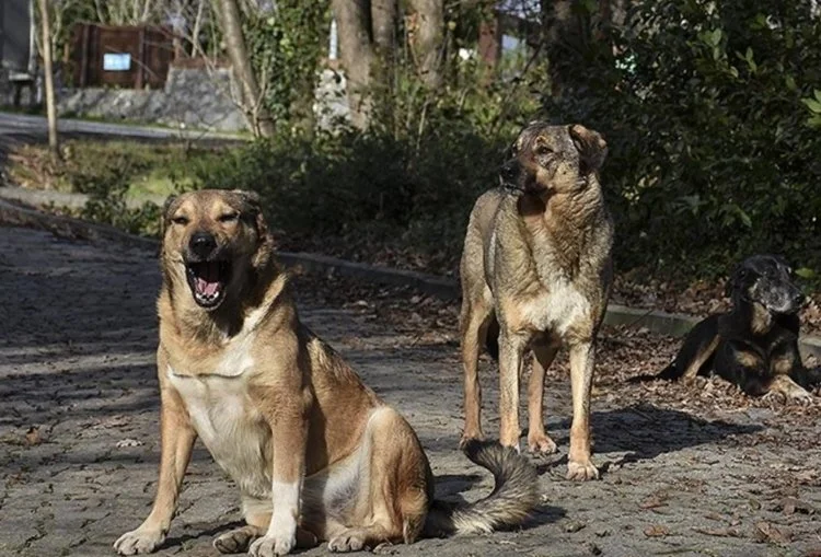 Beykoz Belediye Başkanı Alaattin Köseler, ilçe genelinde sokak hayvanlarıyla ilgili