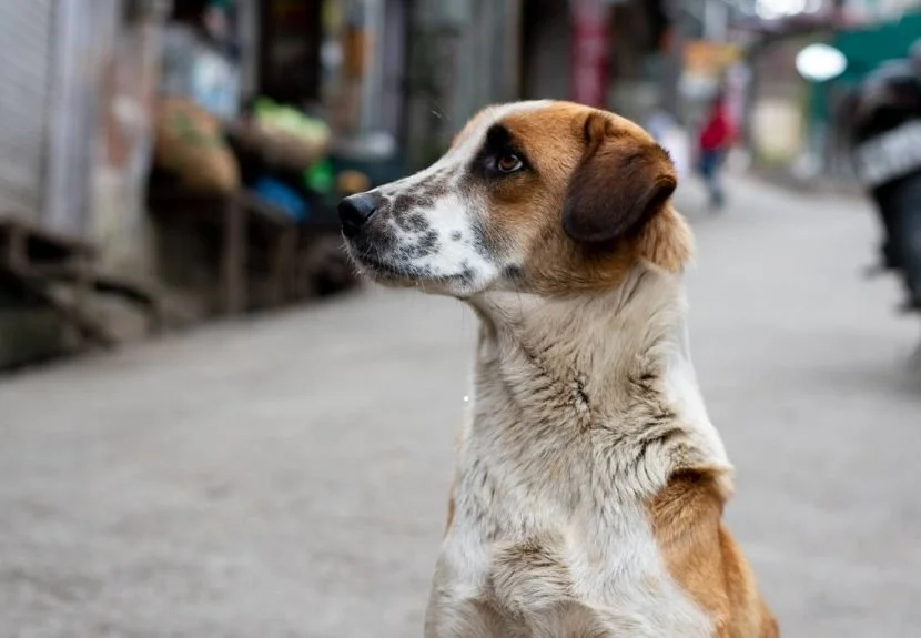 Beykoz Belediyesi, yayınladığı Nisan ayı Hayvan Rehabilitasyon Raporu'nda geçen ay