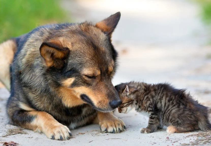 Beykoz Belediyesi Hayvan Rehabilitasyon Merkezi, Kasım ayı içerisinde 167 kısırlaştırma,