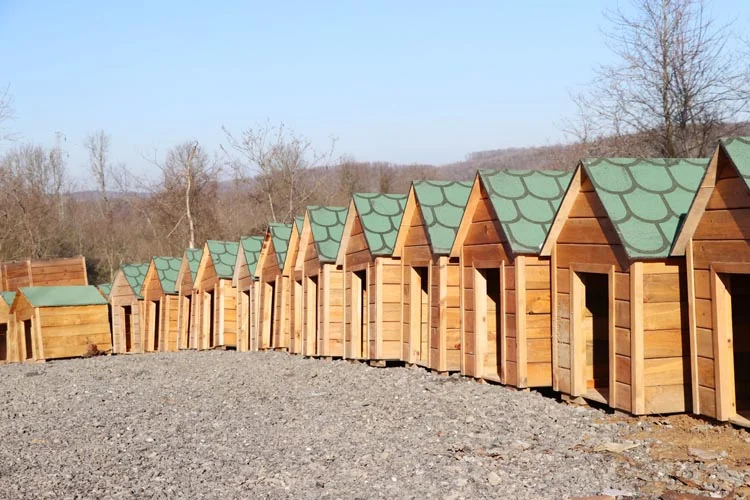 sokak hayv yroaLXOnrR