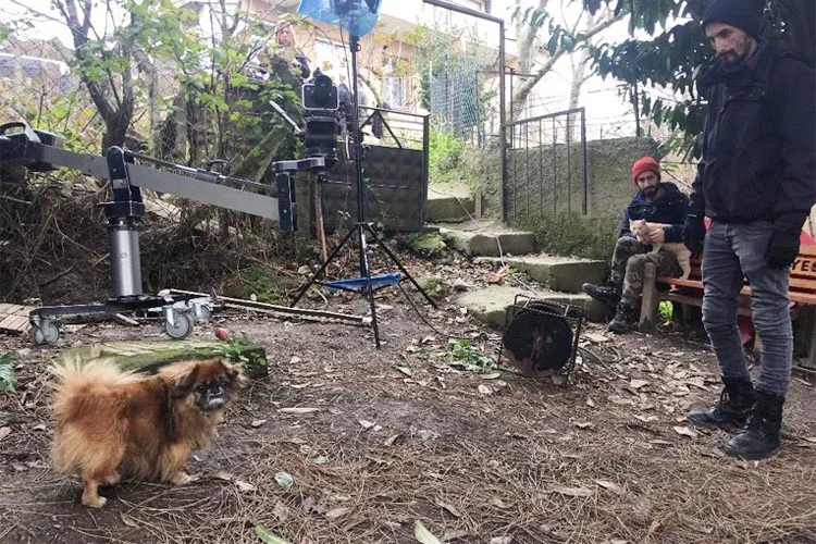 Sokak köpekleri Beykoz’da başrol oynadı 1 sokak k t3TMahPsSC