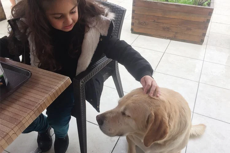 Sokak köpeklerinin sıkça tartışma konusu olduğu Beykoz’da sokak köpeklerinin başrol