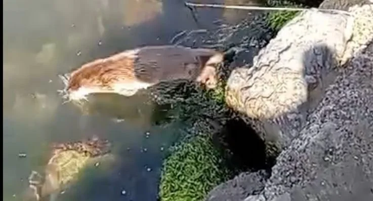 Beykoz Yalıköy Sahilinde su samuru görüldü. Bir vatandaşın cep telefonu