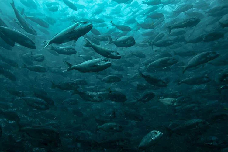 Beykoz Kaymakamlığı İlçe Tarım Müdürlüğü ile İlçe Milli Eğitim Müdürlüğü