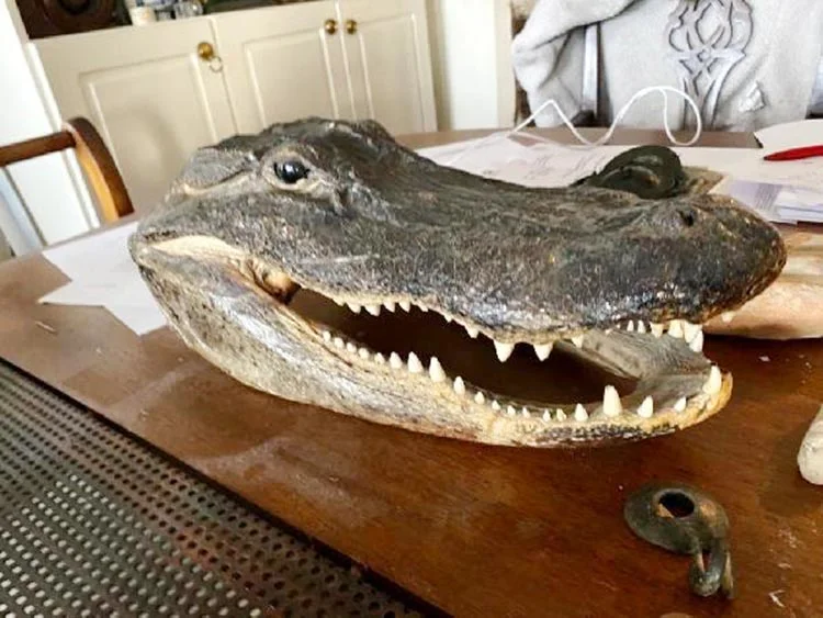 Beykoz’da çok sayıda tarihi eser ele geçirildi 1 tarihi eser 2 nJXruh98ow