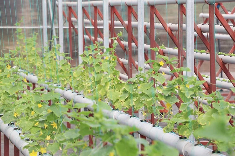 tarim beykoz 3 WGCuKAD128