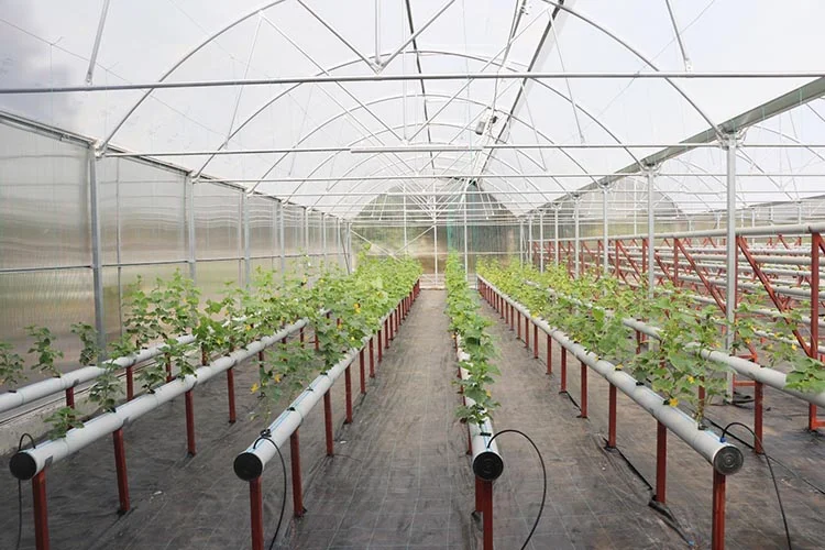 Beykoz’da topraksız tarım AR-GE uygulaması başladı 3 tarim beykoz