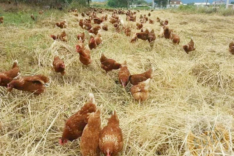 Beykoz’da köylüler isyanda. Böyle devam ederse Beykoz’un köylerinde silahlı kümes