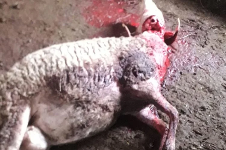 Beykoz’da sokak köpekleri koyunları telef etti 3 telef koy Z4TlXtLjo