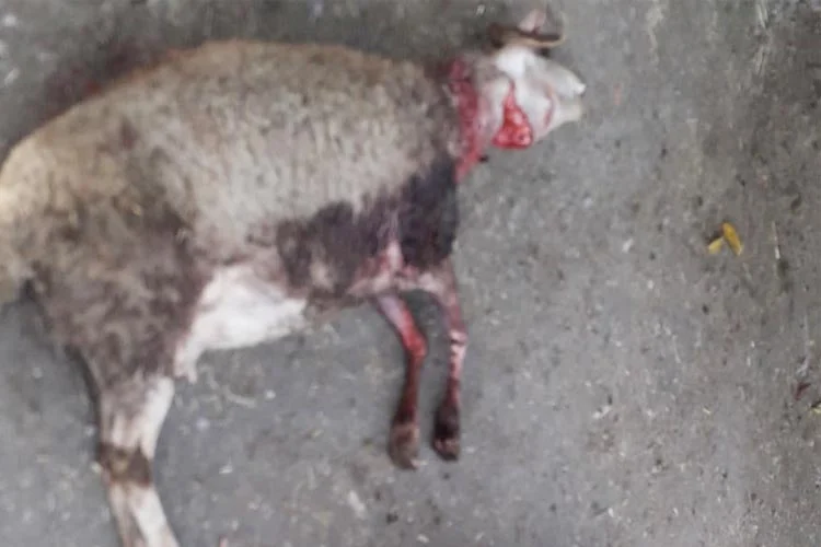 Beykoz Karlıtepe’de vatandaşın ahırına giren sokak köpekleri küçükbaş hayvanları telef