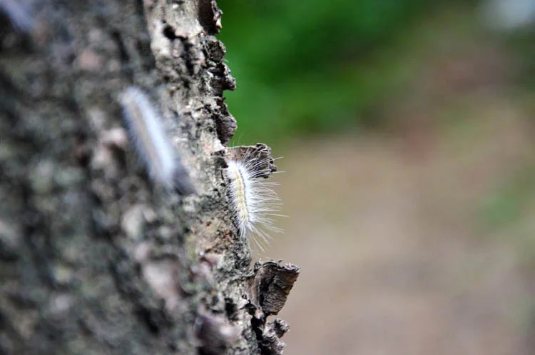 Beykoz'da yaklaşık bir ay önce ülke gündemine oturan tırtıl istilası