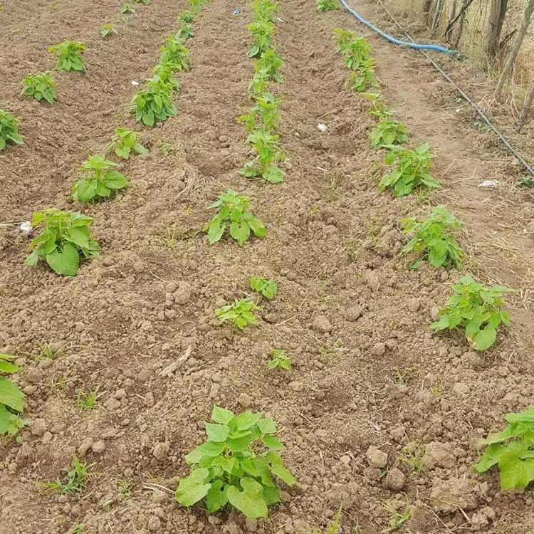 toprak haber 3 2cE9GLWM6G