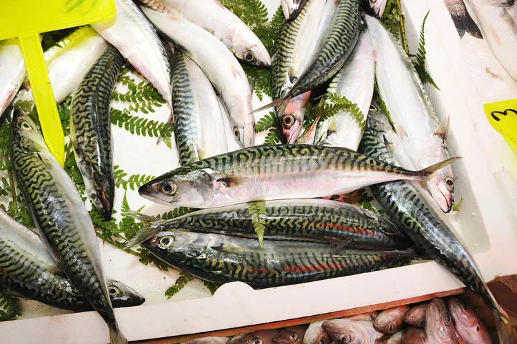 uskumru bere cJY5POkREC