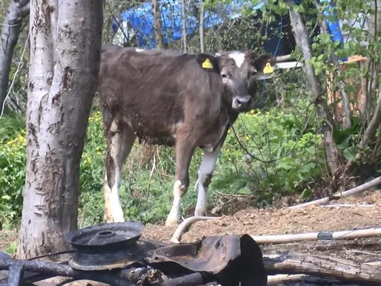 Beykoz'daki ahır yangınında hayvanlar telef oldu 1 yan SDKmXTW9NW
