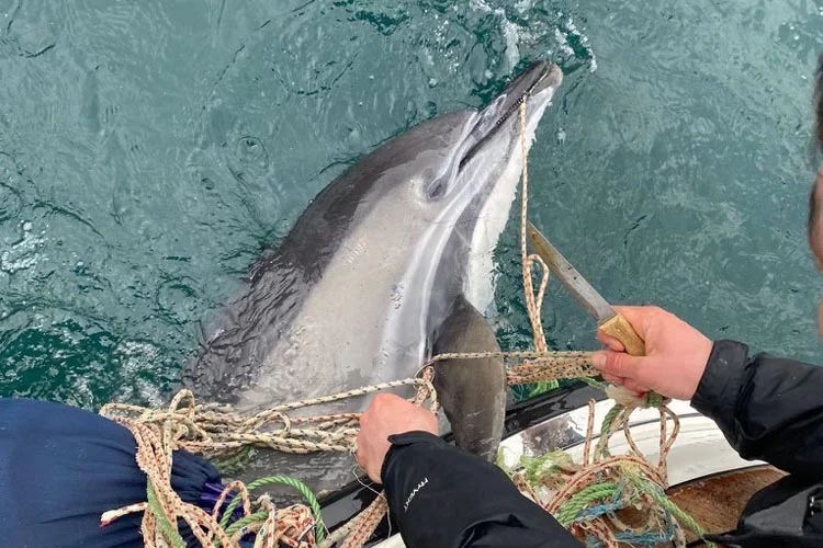 Beykoz Sahilinde ölü halde bulunan yunus balığını balıkçılar ağlarla tekneye