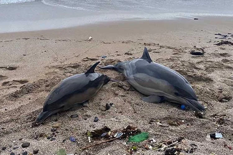 Beykoz Riva Mahallesi'nde dün akşam saatlerinde iki ölü yunus karaya