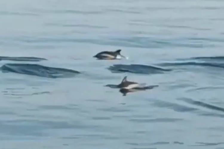 Yunus balıklarının Beykoz sahilinde birbirleriyle yarıştıkları anlar bir vatandaş tarafından