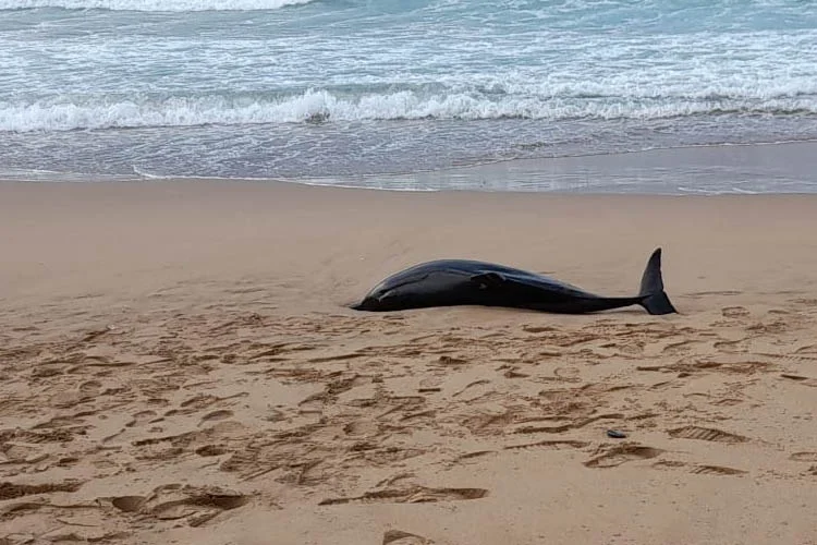 Beykoz'da bir yunus balığı sahile vurdu 1 yunusbeyko PdsmkgMb7O