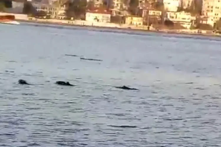 Yunus balıklarının Beykoz açıklarından geçişi renkli görüntülere sahne oldu.