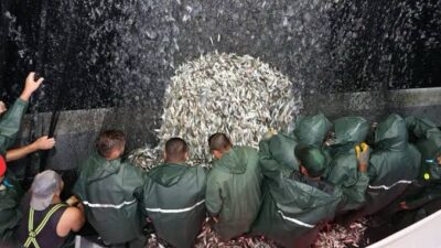 Balık sezonunu Beykoz’da İstanbul Valisi açacak İstanbul Valisi Davut Gül,