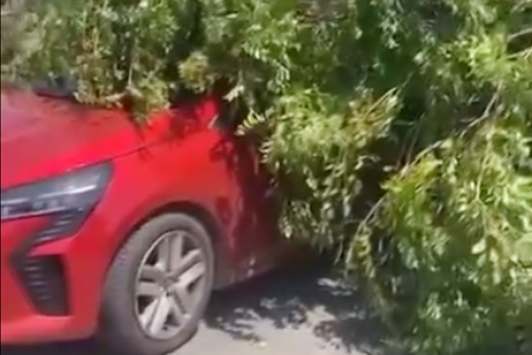 Fırtına Beykoz’da ağaçları devirdi. Beykoz’da etkili olan şiddetli fırtına bazı