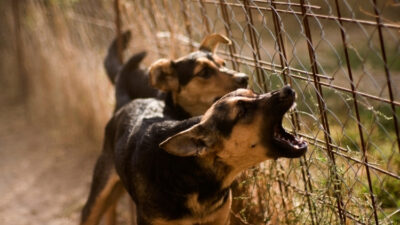 İstanbul Valiliği Beykoz Belediyesi de dahil olmak üzere ilçe belediyelerine