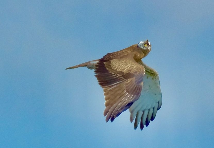 Beykoz bir göç etkinliğine daha ev sahipliği yaptı 1 goz