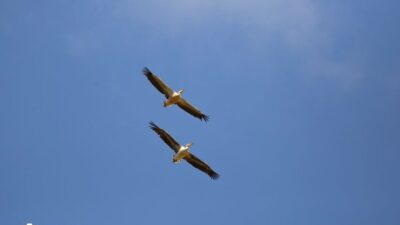 Yaban hayatı fotoğrafçısı Alper Tüydeş’in organizasyonuyla bir araya gelecek gözlemciler