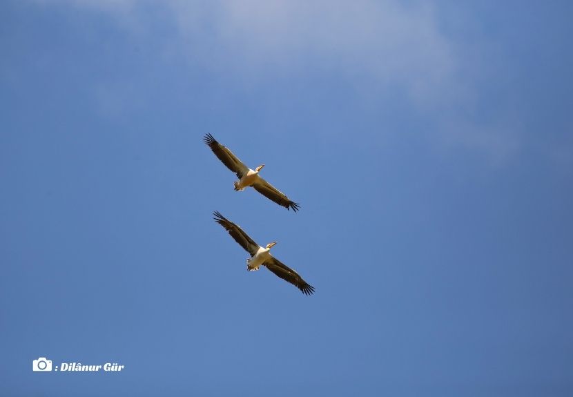 Yaban hayatı fotoğrafçısı Alper Tüydeş’in organizasyonuyla bir araya gelecek gözlemciler