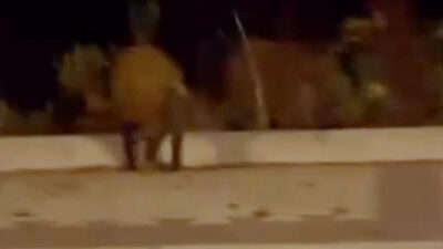 Beykoz’da aç kaldıkları tahmin edilen domuz sürüsü akşam saatlerinde şehre