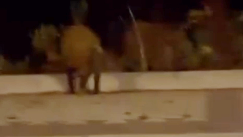 Beykoz’da aç kaldıkları tahmin edilen domuz sürüsü akşam saatlerinde şehre