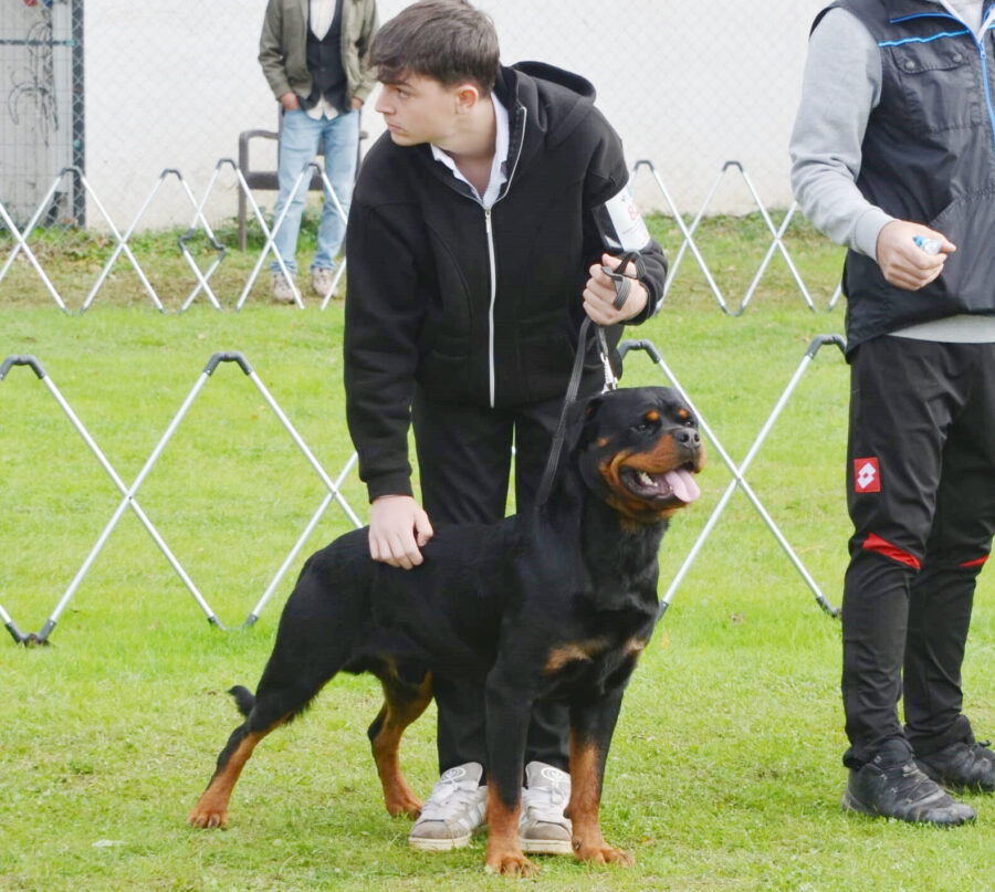 rodi 4 e1761925725392