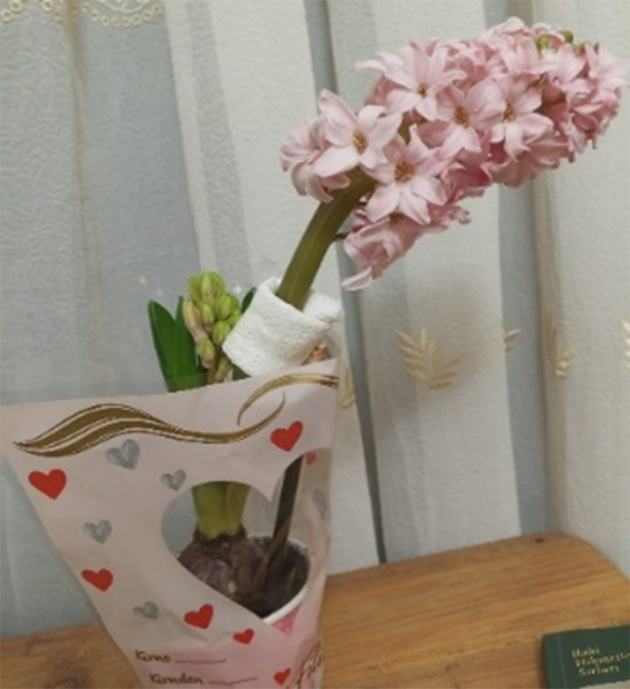 İtiraf: “Sümbül çiçeği benimle konuştu”. 1 sumbul