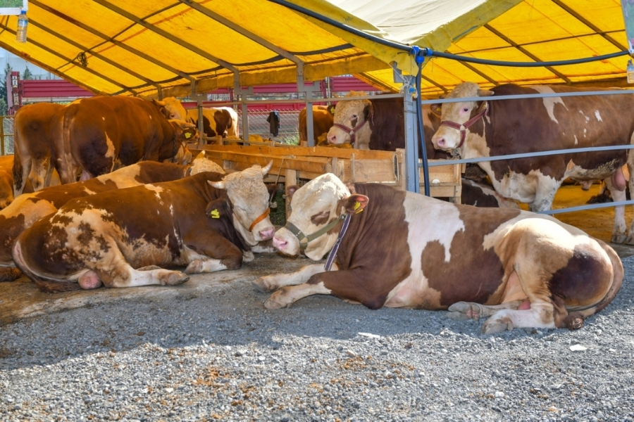 Beykoz'da kurban fiyatları yüzde 30 arttı 4 kurban1